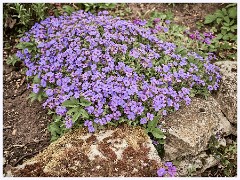 Childerley Gardens 016  Aubrieta