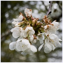 Childerley Gardens 018  Blossom