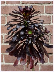 Childerley Gardens 020  Black Rose Tree Houseleek