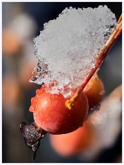 Creative Flowers and Ice 003  Focus Stacking with 8 Shots in the Garden