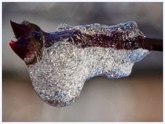 Creative Flowers and Ice 004  Focus Stacking with 8 Shots in the Garden