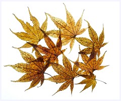 Creative Flowers and Ice 005  Acer Leaves taken on a Light Pad