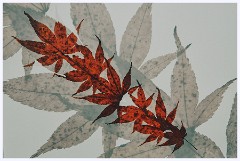 Creative Flowers and Ice 010  Acer Leaves on a Light Pad Multi Exposure