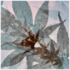 Creative Flowers and Ice 011  Acer Leaves on a Light Pad Multi Exposure
