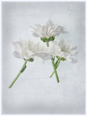 Creative Flowers and Ice 013  Flowers on a Light Pad with added Texture