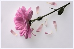 Creative Flowers and Ice 015  Flowers on a Light Pad with added Texture
