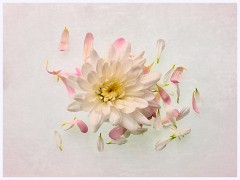 Creative Flowers and Ice 016  Flowers on a Light Pad with added Texture