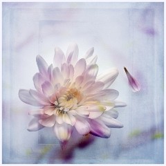 Creative Flowers and Ice 017  Flowers on a Light Pad with added Texture