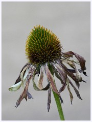 Creative Flowers and Ice 018  Teasle with added Texture