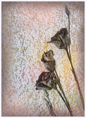 Creative Flowers and Ice 021  Flowers on Light Pad with Ice as added Texture