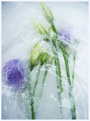 Creative Flowers and Ice 023  First Experiments of Freezing Flowers in Water
