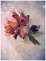 Creative Flowers and Ice 024  First Experiments of Freezing Flowers in Water