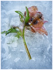 Creative Flowers and Ice 025  First Experiments of Freezing Flowers in Water