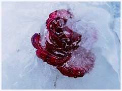 Creative Flowers and Ice 026  First Experiments of Freezing Flowers in Water