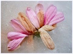 Creative Flowers and Ice 027  Second Time of Freezing Flowers in Water