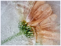 Creative Flowers and Ice 028  Second Time of Freezing Flowers in Water
