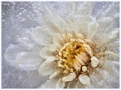 Creative Flowers and Ice - February