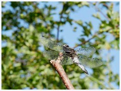 Ewart Lake Cambourne 001  Broad Bodied Chaser