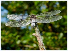 Ewart Lake Cambourne 002  Broad Bodied Chaser