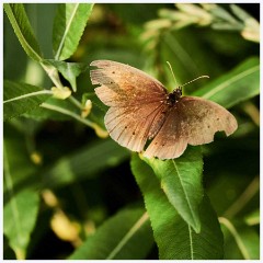 Ewart Lake Cambourne 004  Brown Butterfly