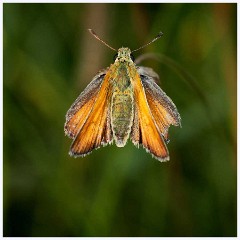 Ewart Lake Cambourne 005  Small Skipper