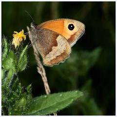 Ewart Lake Cambourne 006  Gatekeeper