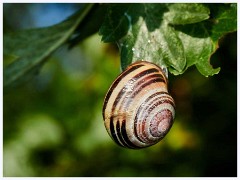 Ewart Lake Cambourne 007  Snail