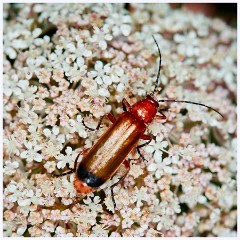 Ewart Lake Cambourne 009  Soldier Beetle