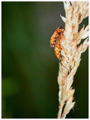 Ewart Lake Cambourne 010  Soldier Beetle
