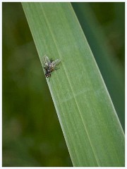 Ewart Lake Cambourne 011  Fly