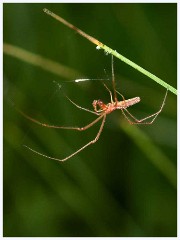 Ewart Lake Cambourne 013  Spider