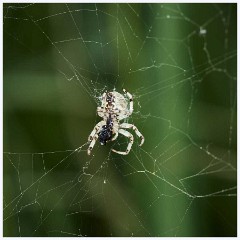 Ewart Lake Cambourne 014  Spider