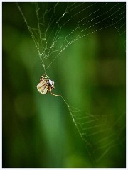 Ewart Lake Cambourne 015  Spider