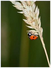 Ewart Lake Cambourne 016  Ladybird