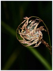 Ewart Lake Cambourne 017  Grass with nest