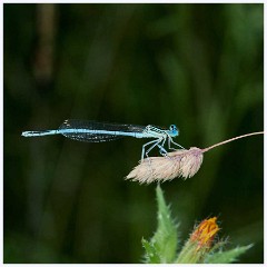 Ewart Lake Cambourne 019  Common Blue Damselfly