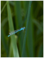 Ewart Lake Cambourne 020  Blue Tailed Damselfly