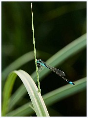 Ewart Lake Cambourne 021  Blue Tailed Damselfly