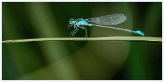 Ewart Lake Cambourne 022  Blue Tailed Damselfly