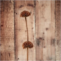 Flowers 011  Seed Heads