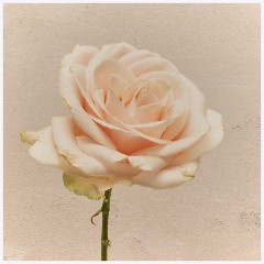Flowers 013  Rose