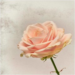 Flowers 014  Rose