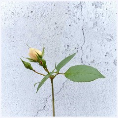 Flowers 016  Rose Bud