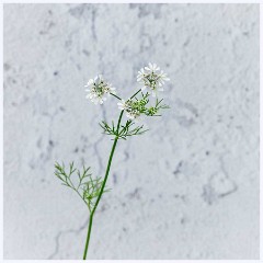 Flowers 018  Coriander