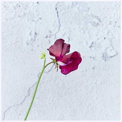 Flowers 019  Sweetpea