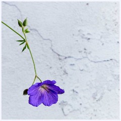 Flowers 020  Geranium