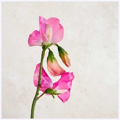 Flowers 022  Sweetpea