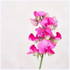 Flowers 023  Sweetpea