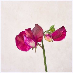Flowers 024  Sweetpea
