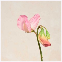Flowers 025  Sweetpea